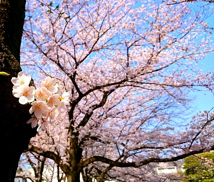 桜の花びらをキャッチしたら恋が叶う……!?