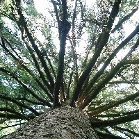 聖なる木巡礼「長崎・山王神社のクスノキ」