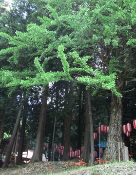 日本のご神木巡礼（東京編）～宇津貫・熊野神社のラッパイチョウ～