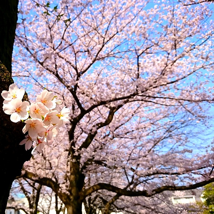 神様が咲かせる桜の花